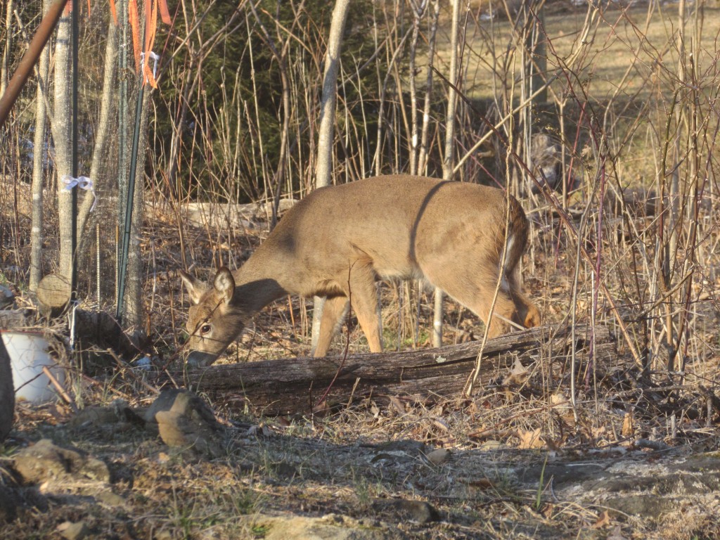 Deer at Netting