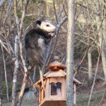 An opossum raiding the bird feeder