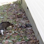 Cat and black rat snake