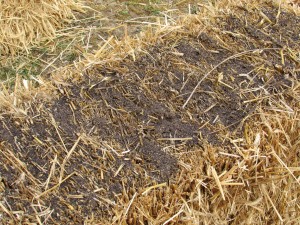 Straw bales with chicken manure