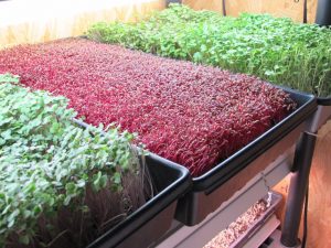 Garnet Amaranth, Kale & Broccoli