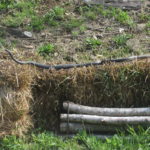 Black racer snake in North Carolina