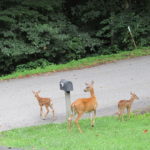 Doe with twin fawns