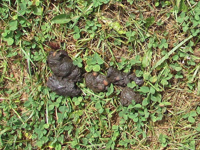 Black bear scat in yard