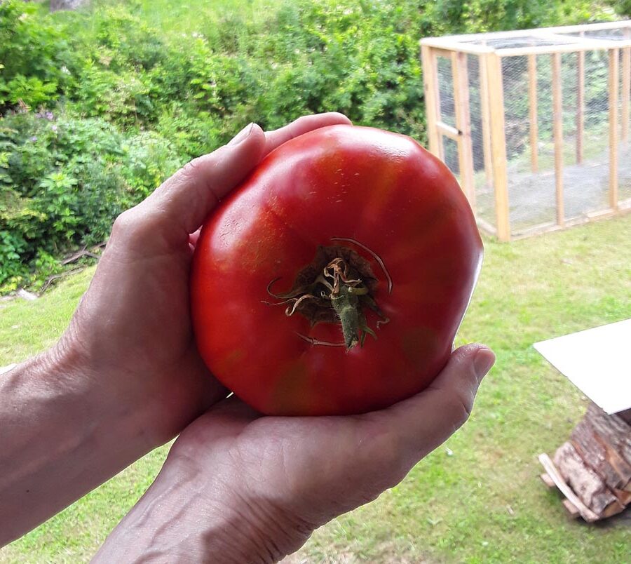 2021's first tomato at The Little Half Acre